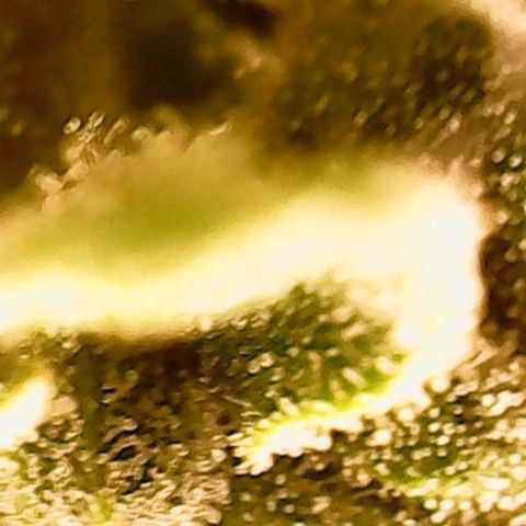 Gorilla Cookies Auto growlog timeline photo
