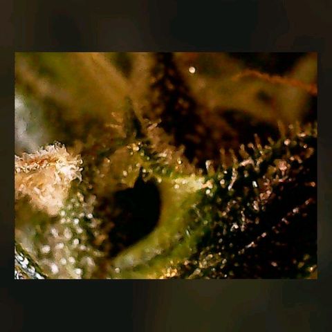 Gorilla Cookies Auto growlog timeline photo