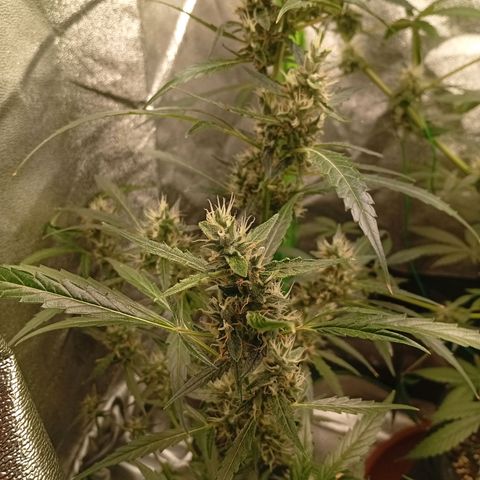 Gorilla Cookies Auto growlog timeline photo