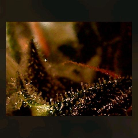 Gorilla Cookies Auto growlog timeline photo