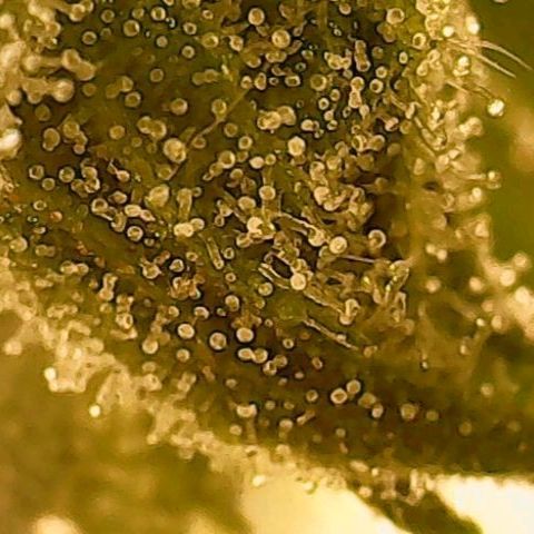 Gorilla Cookies Auto growlog timeline photo