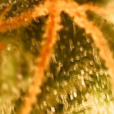 Gorilla Cookies Auto growlog timeline photo