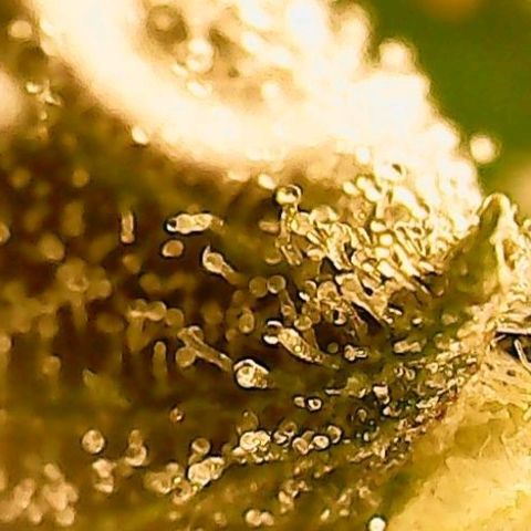 Gorilla Cookies Auto growlog timeline photo