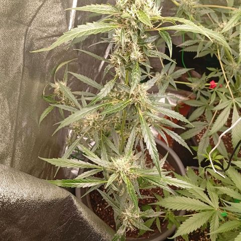 Gorilla Cookies Auto growlog timeline photo