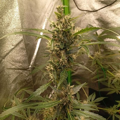 Gorilla Cookies Auto growlog timeline photo