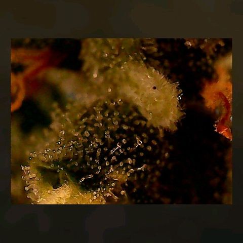 Gorilla Cookies Auto growlog timeline photo