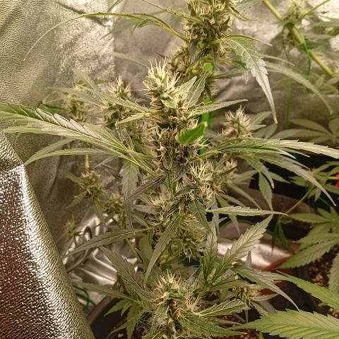 Gorilla Cookies Auto growlog timeline photo