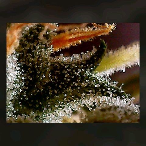 Gorilla Cookies Auto growlog timeline photo