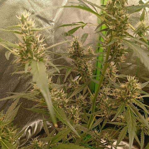 Gorilla Cookies Auto growlog timeline photo