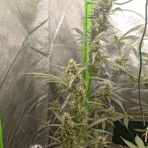 Gorilla Cookies Auto growlog timeline photo