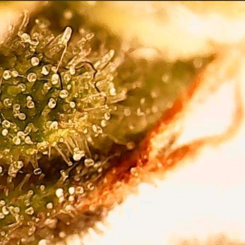 Gorilla Cookies Auto growlog timeline photo