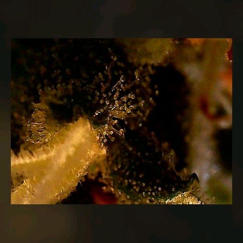 Gorilla Cookies Auto growlog timeline photo