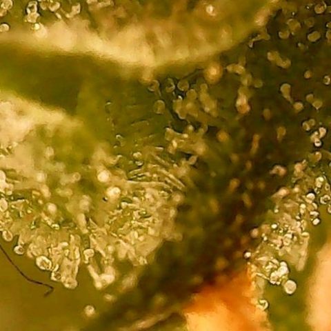 Gorilla Cookies Auto growlog timeline photo