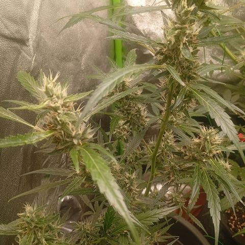 Gorilla Cookies Auto growlog timeline photo