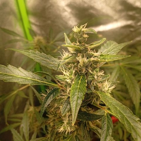 Gorilla Cookies Auto growlog timeline photo