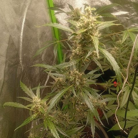 Gorilla Cookies Auto growlog timeline photo