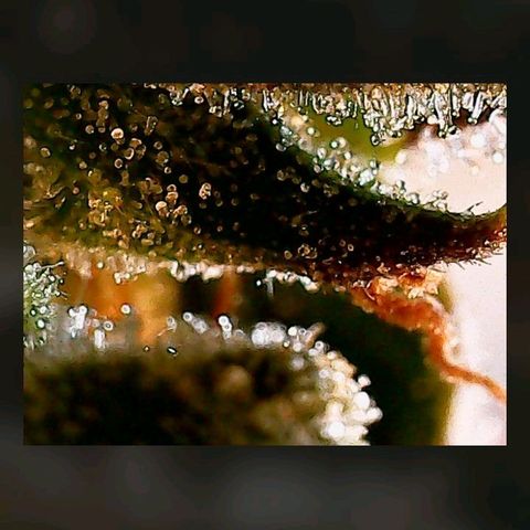 Gorilla Cookies Auto growlog timeline photo