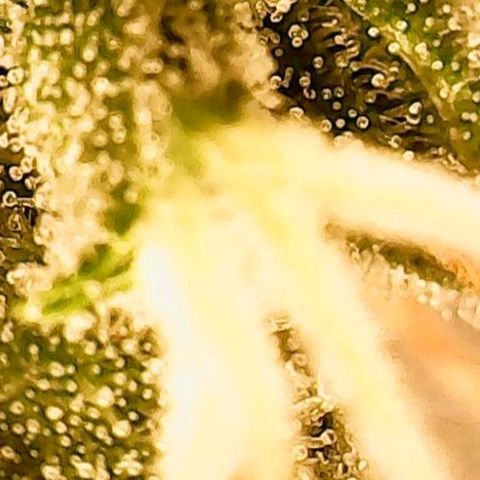 Gorilla Cookies Auto growlog timeline photo