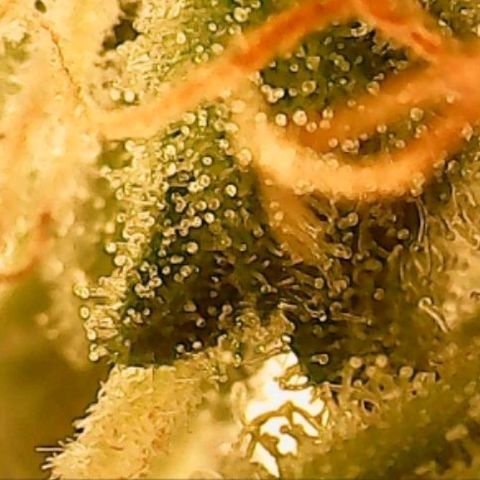 Gorilla Cookies Auto growlog timeline photo