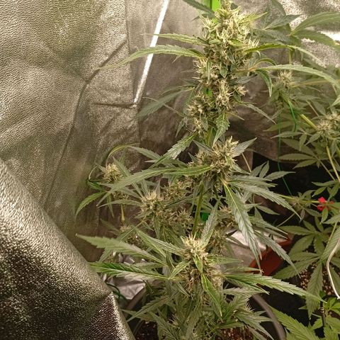 Gorilla Cookies Auto growlog timeline photo