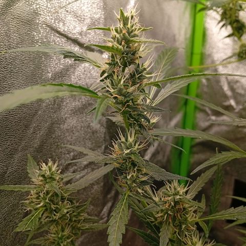 Gorilla Cookies Auto growlog timeline photo