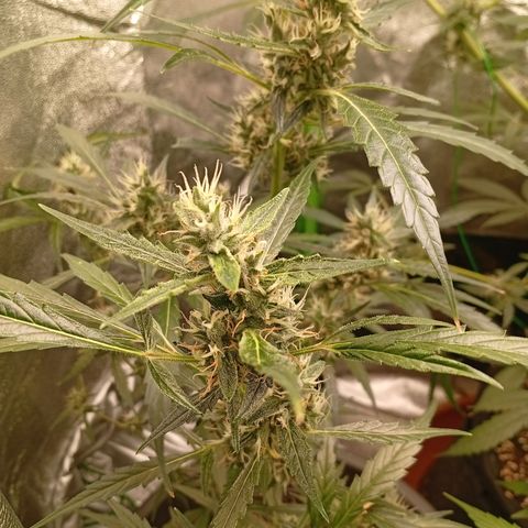 Gorilla Cookies Auto growlog timeline photo