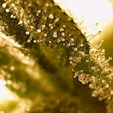 Gorilla Cookies Auto growlog timeline photo