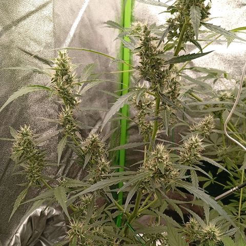 Gorilla Cookies Auto growlog timeline photo
