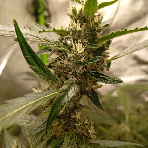 Gorilla Cookies Auto growlog timeline photo