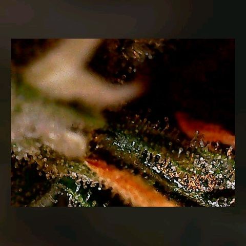 Gorilla Cookies Auto growlog timeline photo