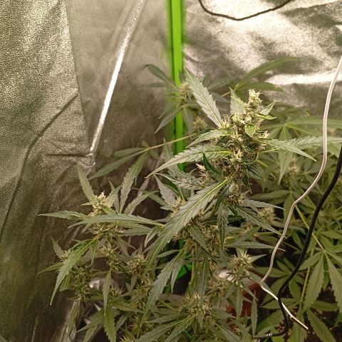 Gorilla Cookies Auto growlog timeline photo