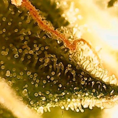 Gorilla Cookies Auto growlog timeline photo