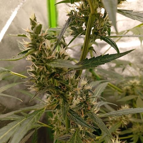 Gorilla Cookies Auto growlog timeline photo