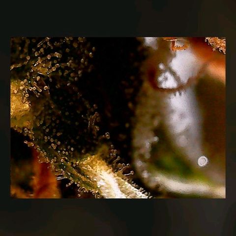 Gorilla Cookies Auto growlog timeline photo