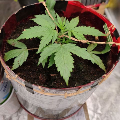 Auto White Prussian growlog timeline photo