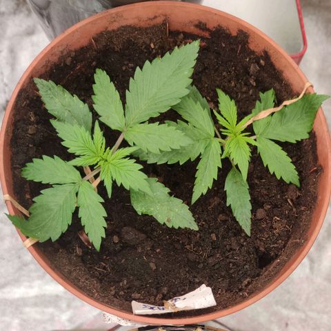 Gorilla Glue Auto growlog timeline photo