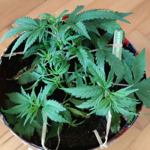 Auto White Prussian growlog timeline photo