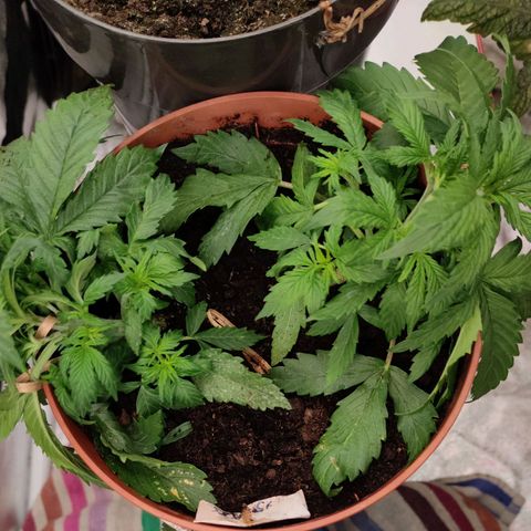 Gorilla Glue Auto growlog timeline photo