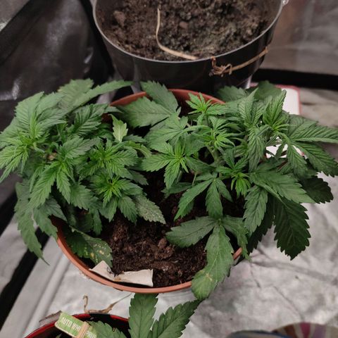 Gorilla Glue Auto growlog timeline photo