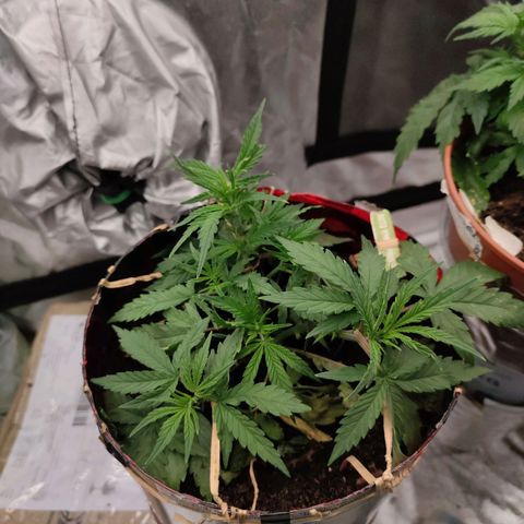 Auto White Prussian growlog timeline photo