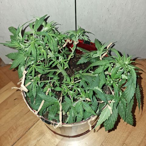 Auto White Prussian growlog timeline photo