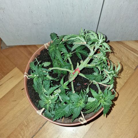Gorilla Glue Auto growlog timeline photo