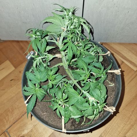 Gorilla Glue Auto growlog timeline photo