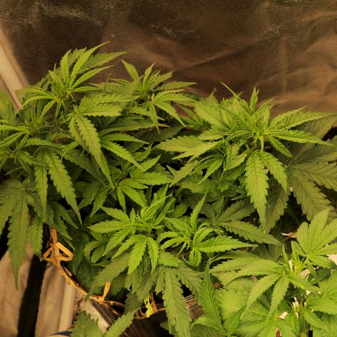 Auto White Prussian growlog timeline photo