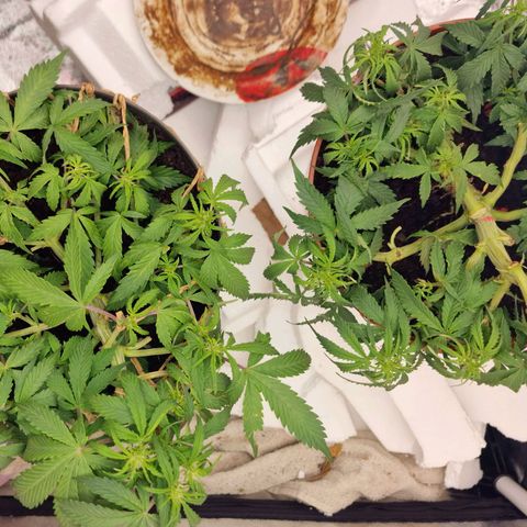 Gorilla Glue Auto growlog timeline photo