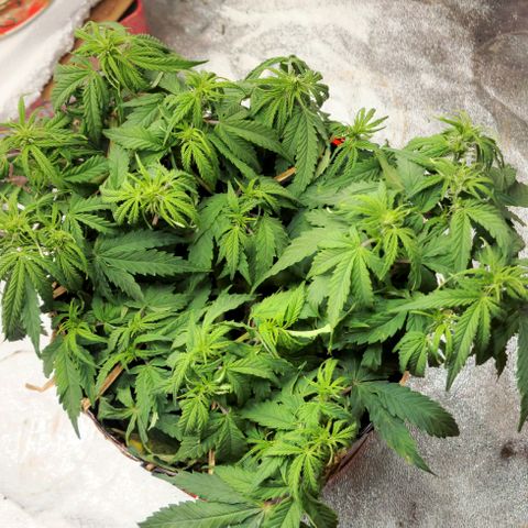 Auto White Prussian growlog timeline photo