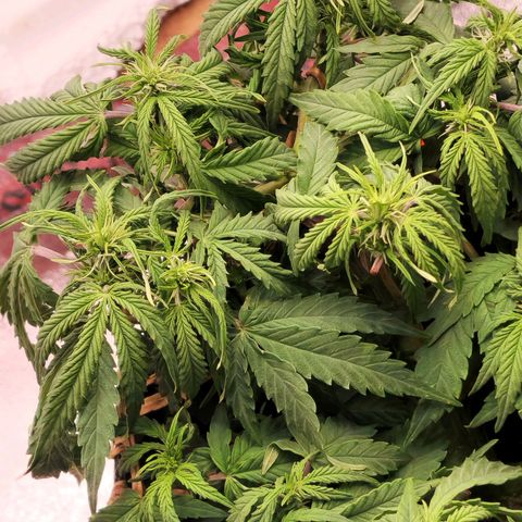 Auto White Prussian growlog timeline photo