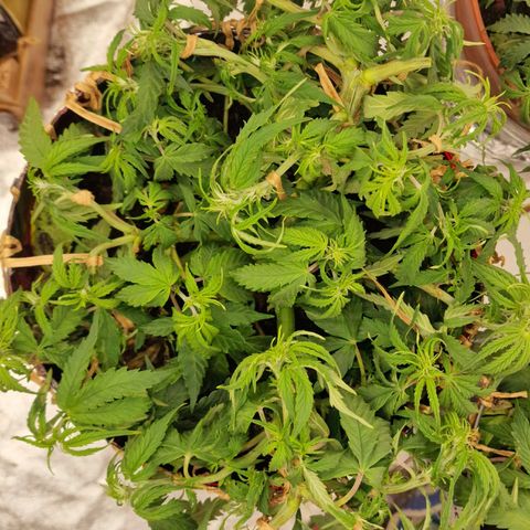 Auto White Prussian growlog timeline photo