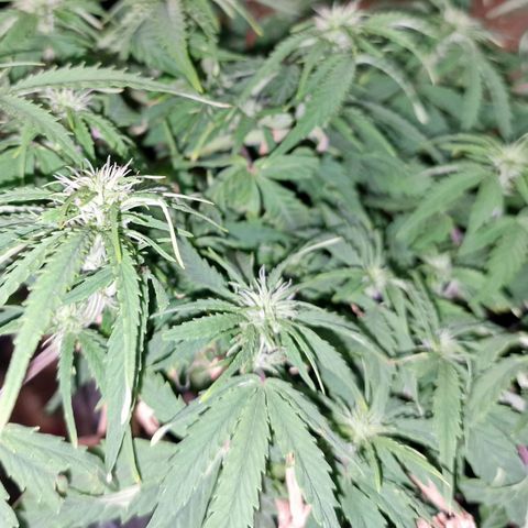 Auto White Prussian growlog timeline photo