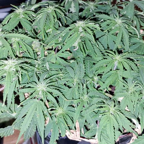 Auto White Prussian growlog timeline photo